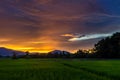 Vietnam Rice Paddy Field Royalty Free Stock Photo