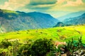 Vietnam Rice Paddy Field Royalty Free Stock Photo