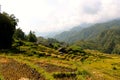 Vietnam rice paddy field Royalty Free Stock Photo