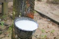 Vietnam rubber tree,Tapping latex rubber source of natural