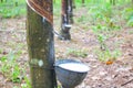 Vietnam rubber tree,Tapping latex rubber source of natural