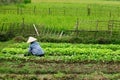 VIetnam - rural scene