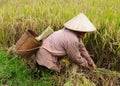 VIetnam - rural scene Royalty Free Stock Photo