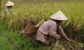 VIetnam - rural scene