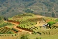 Vietnam, Sapa, Rice Terraces of Sapa Vietnam