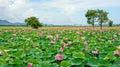 Vietnam travel, Mekong Delta, lotus pond Royalty Free Stock Photo