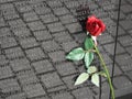 Vietnam War Memorial Rose