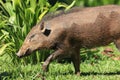 Vietnam warty pig