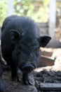 Vietnamese black bast-bellied pig. Herbivore pigs Royalty Free Stock Photo
