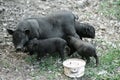 Vietnamese black bast-bellied pig. Herbivore pigs Royalty Free Stock Photo