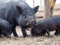 Vietnamese black pigs on a farm run. Little pigs Royalty Free Stock Photo