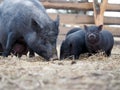 Vietnamese black pigs on a farm run. Little pigs Royalty Free Stock Photo