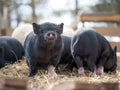 Vietnamese black pigs on a farm run. Little pigs Royalty Free Stock Photo