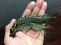 Vietnamese black tiger shrimp, Penaeus monodon Royalty Free Stock Photo