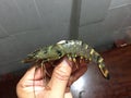 Vietnamese black tiger shrimp, Penaeus monodon Royalty Free Stock Photo