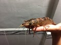 Vietnamese black tiger shrimp, Penaeus monodon Royalty Free Stock Photo