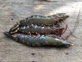 The Vietnamese black tiger shrimp, Penaeus monodon Royalty Free Stock Photo