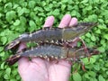 The Vietnamese black tiger shrimp, Penaeus monodon Royalty Free Stock Photo