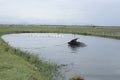 Vietnamese buffalo and ducks bathing in a pond in the rice field