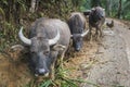 Vietnamese Buffalo on the road in Royalty Free Stock Photo