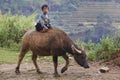 Vietnamese Child on Water Buffalo