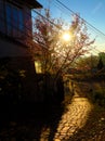 Vietnamese children go to school, rock path lead to school wonderful view, Sakura flower blooming beautiful