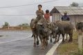 Vietnamese Children riding Water Buffalo