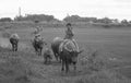 Vietnamese children riding water buffalo Royalty Free Stock Photo