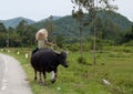 Vietnamese children riding water buffalo Royalty Free Stock Photo