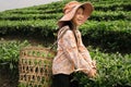 Vietnamese children working on tea plantation, Sapa