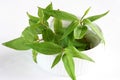 Vietnamese coriander