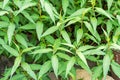 Vietnamese coriander garden