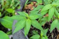 Vietnamese coriander,green Vietnamese coriander,herb Royalty Free Stock Photo