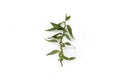 Vietnamese Coriander on white isolated background single close up