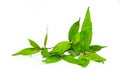 Vietnamese Coriander isolate on white background