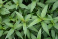 Vietnamese Coriander, laksa mint leaves pattern on nature background