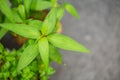 Vietnamese Coriander or Persicaria odorata