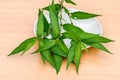 Vietnamese coriander plant