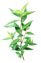 Vietnamese coriander plant isolated