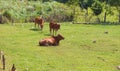 Vietnamese cows on the fields Royalty Free Stock Photo