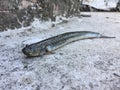 The Vietnamese elongate mudskipper, Pseudapocryptes elongatus Royalty Free Stock Photo