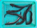The Vietnamese elongate mudskipper, Pseudapocryptes elongatus Royalty Free Stock Photo
