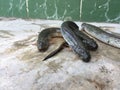 The Vietnamese elongate mudskipper, Pseudapocryptes elongatus Royalty Free Stock Photo