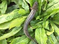 The Vietnamese elongate mudskipper, Pseudapocryptes elongatus Royalty Free Stock Photo