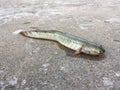 The Vietnamese elongate mudskipper, Pseudapocryptes elongatus Royalty Free Stock Photo