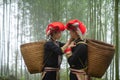 Vietnamese ethnic minority Red Dao women in traditional dress and basket on back in misty bamboo forest in Lao Cai, Vietnam Royalty Free Stock Photo