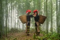 Vietnamese ethnic minority Red Dao women in traditional dress and basket on back in misty bamboo forest in Lao Cai, Vietnam Royalty Free Stock Photo