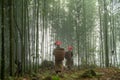 Vietnamese ethnic minority Red Dao women in traditional dress and basket on back in misty bamboo forest in Lao Cai, Vietnam