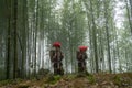 Vietnamese ethnic minority Red Dao women in traditional dress and basket on back in misty bamboo forest in Lao Cai, Vietnam Royalty Free Stock Photo