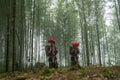 Vietnamese ethnic minority Red Dao women in traditional dress and basket on back in misty bamboo forest in Lao Cai, Vietnam